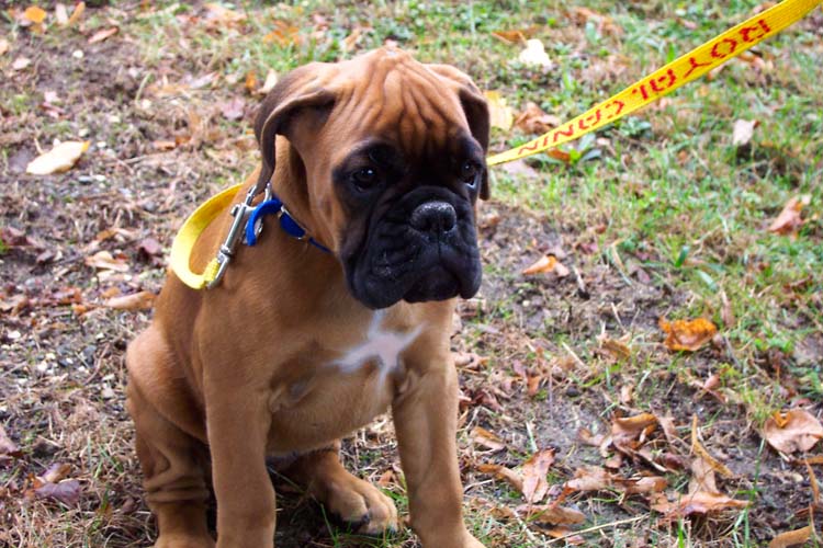 Votre Boxer Le Portail Du Chien Boxer Ula